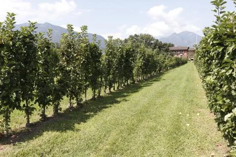 Apple hanging on tree with rows of apple trees on farm. Foto stock