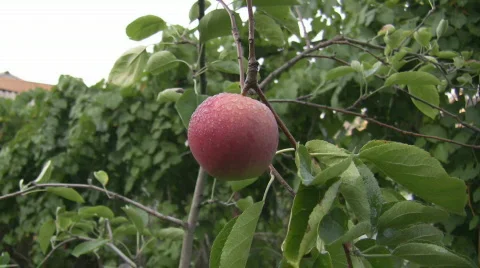 Apple hangs on an apple-tree branch.  Stock Footage 156144