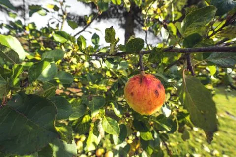 Apple haning on a tree in the fall Stock Photos