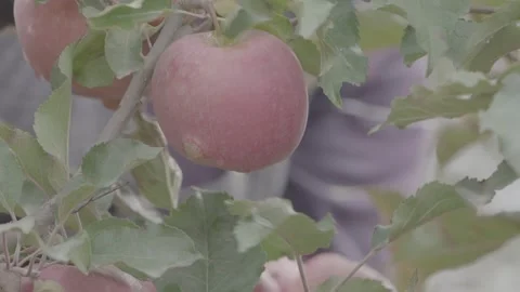 Apple harvest  2 Stock Footage 317699769