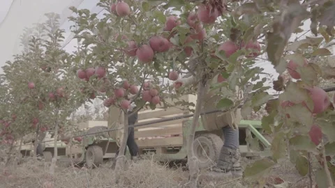 Apple harvest  25 Stock Footage 317700447