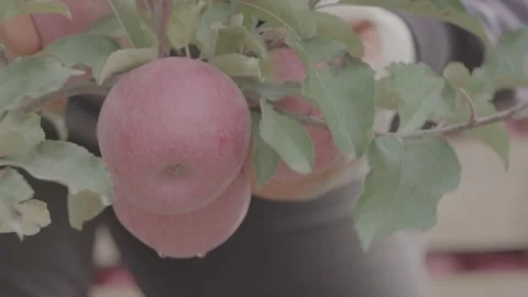 Apple harvest  3 Stock Footage 317699765