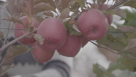 Apple harvest  8 Stock Footage 317699839