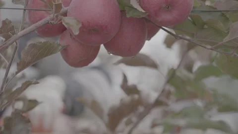 Apple harvest  9 Video stock 317699860