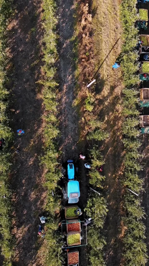 Apple harvest. aero, top view. seasonal workers pick ripe apples from trees in Stock Footage 312383345