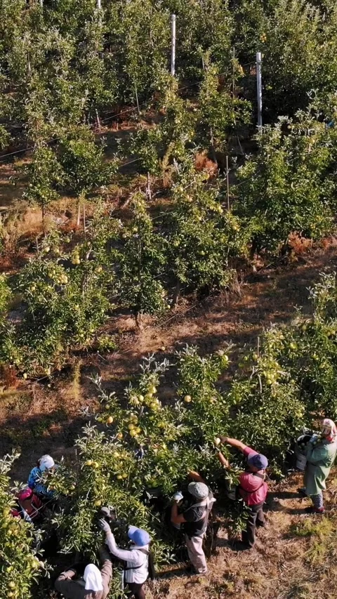 Apple harvest. aero, top view. farmers pick ripe, juicy apples from trees in Stock Footage 314786276