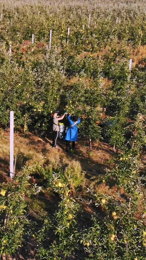 Apple harvest. aero, top view. farmers pick ripe, juicy apples from trees in Stock Footage 314887357