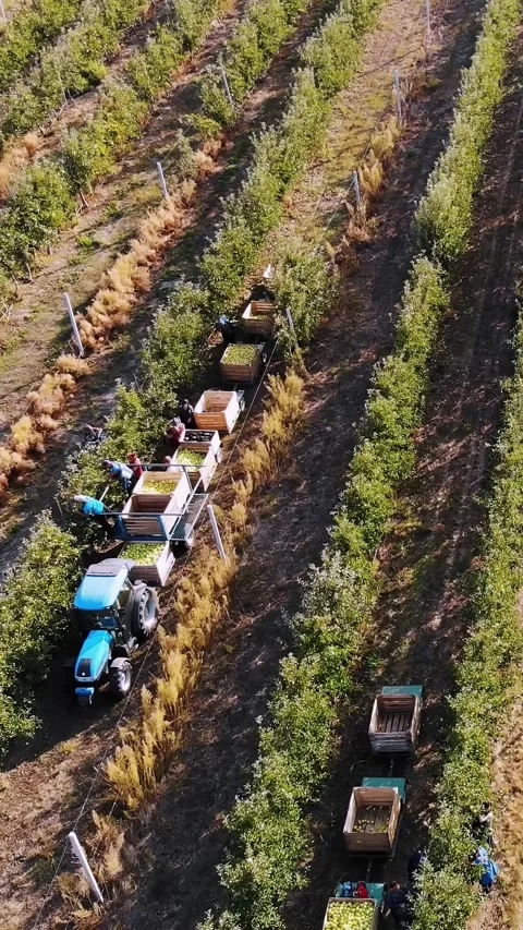 Apple harvest. aero, top view. seasonal workers pick ripe apples from trees in Stock Footage 314979412