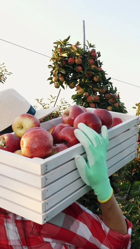 Apple harvest. back view. female farmer, in plaid shirt and hat, holds box of Stock Footage 313859460