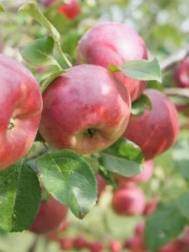 Apple harvest background Stock Photos