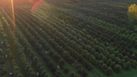 Apple Harvest with boxes Stock Footage 124712282