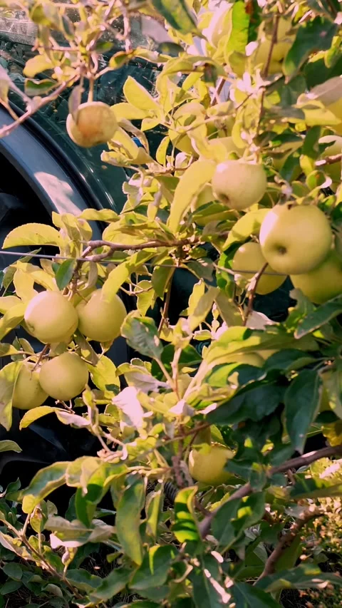 Apple harvest. close-up. apple trees with many ripe fruits on branches. tractor Stock Footage 308725085