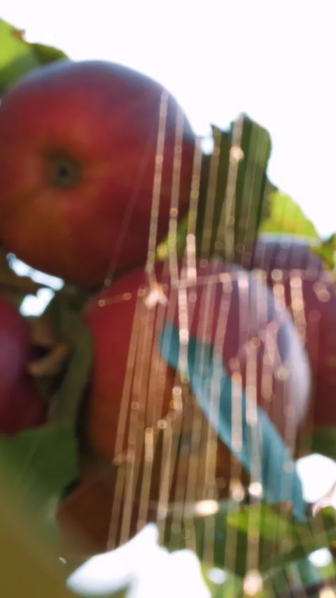 Apple harvest. close-up. red, ripe, juicy apples hang on a tree branch, in the Stock Footage 313795086