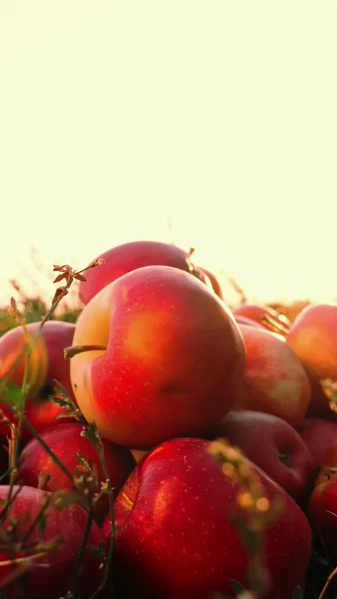 Apple harvest. close-up. red, ripe, juicy, freshly picked apples lie scattered Stock Footage 314786237