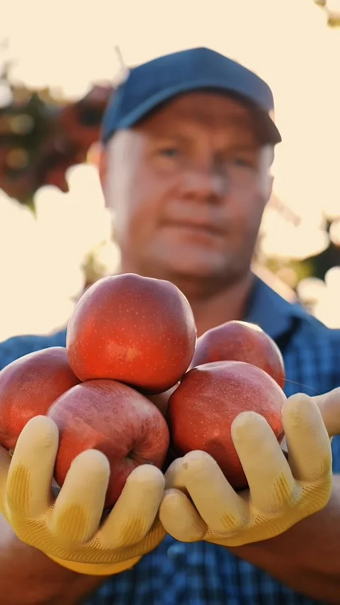 Apple harvest. farmer. picking ripe apples in orchard. organic fruit. apple Stock Footage 309633573