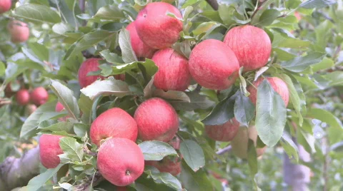 Apple harvest Stock Footage 341391