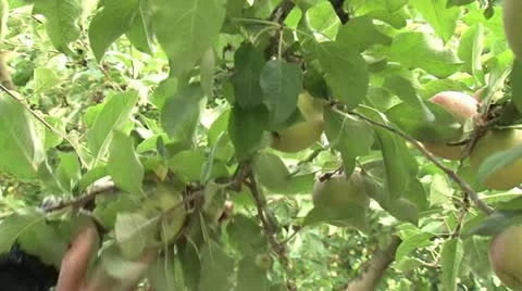 Apple harvest 스톡 동영상 12228268