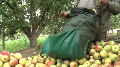 Apple harvest 스톡 동영상 12233889