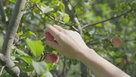 Apple harvest. Stock Footage 138204578