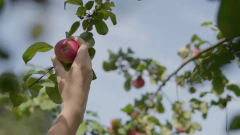 Apple harvest. Stock Footage 138204810
