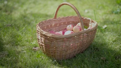 Apple harvest. Stock Footage 138204983