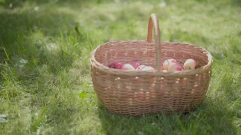 Apple harvest. Stock Footage 138205482