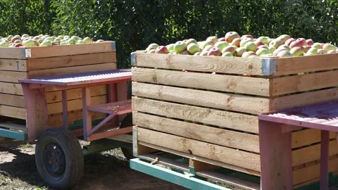 Apple harvest Stock Footage 142454704
