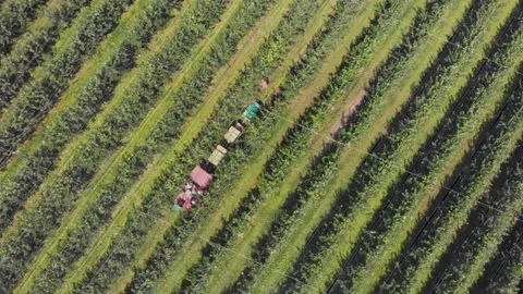 Apple harvest Stock Footage 171563793