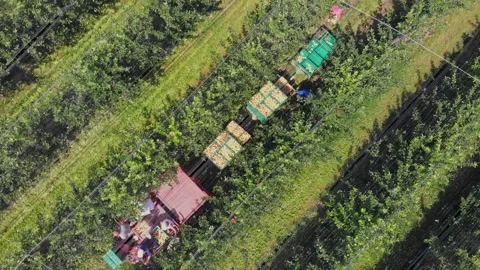 Apple harvest Stock Footage 171563821