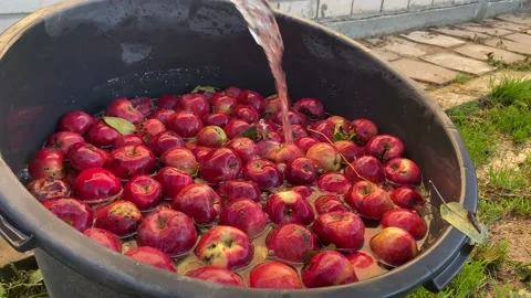 Apple harvest Video stock 233581731