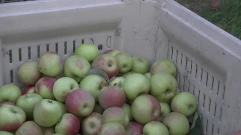 Apple Harvest Stock Footage 233652735