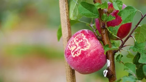 Apple harvest fresh pickingfruit tree pruning Stock Footage 243081799