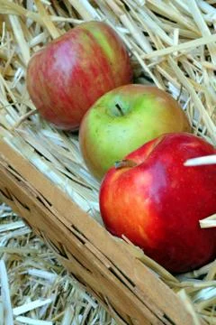 Apple harvest Stockfoto's