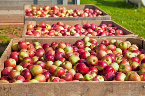 Apple harvest Stock Photos