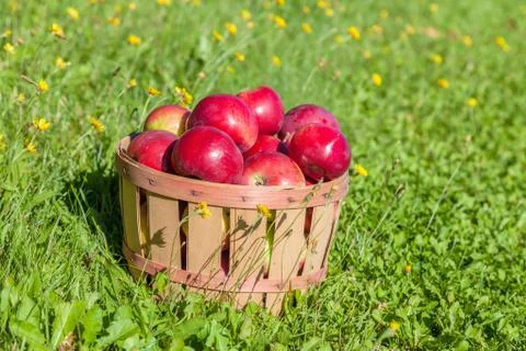 Apple harvest Stock Photos