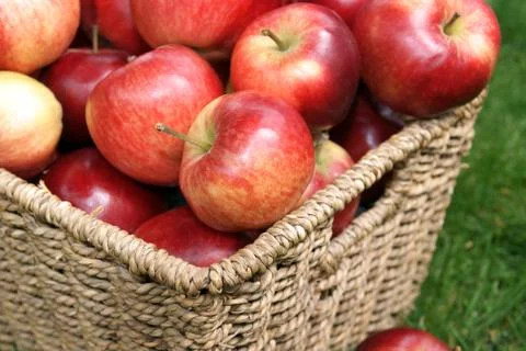 Apple harvest Stock Photos