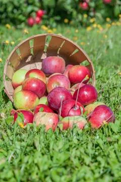 Apple harvest Stock Photos