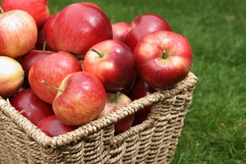 Apple harvest Foto stock