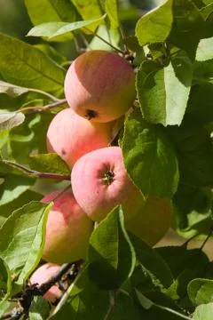 Apple harvest Stock Photos