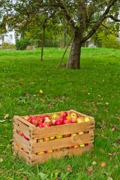 Apple harvest Foto stock