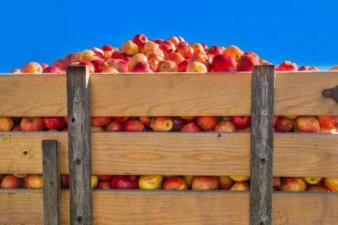 Apple Harvest Stock Photos