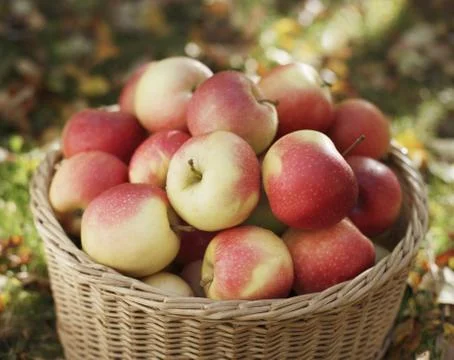 Apple harvest Foto stock