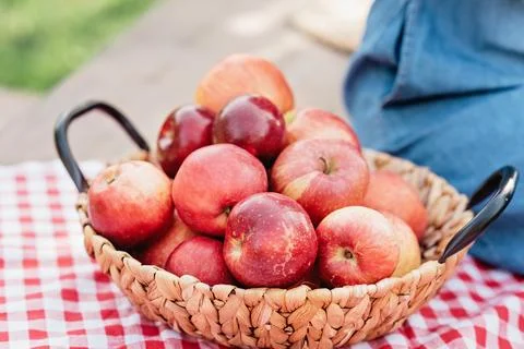Apple harvest. Ripe red apples in the basket on the green grass. Foto stock