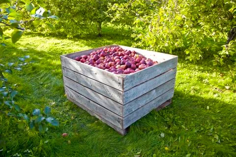 Apple harvest time Stock Photos