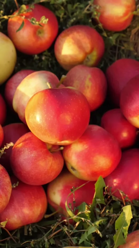 Apple harvest. top view. close-up. red, ripe, juicy, freshly picked apples lie Stock Footage 315089767