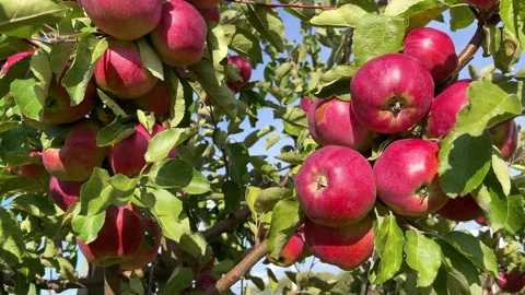 Apple harvesting. close-up. Video stock 252116326