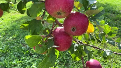 Apple harvesting. close-up. Stock Footage 252116822
