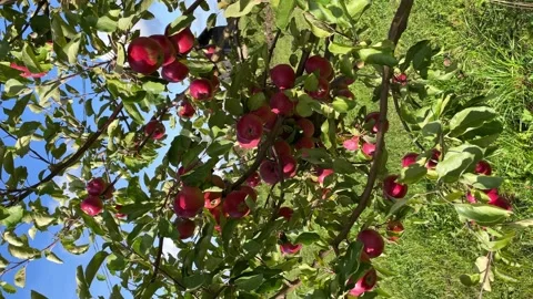 Apple harvesting. close-up. Stock Footage 252117371
