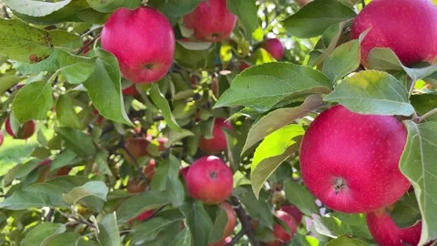 Apple harvesting. close-up. Red Stock Footage 252116916