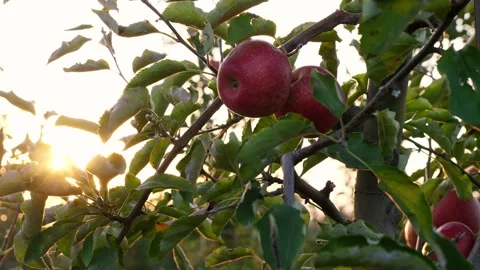 Apple harvesting. close-up. Red, ripe, juicy apples on branches in sun rays, at Stock Footage 140296684